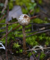 Tulostoma brumale