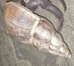 Lissachatina reticulata