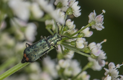 Cordylepherus viridis