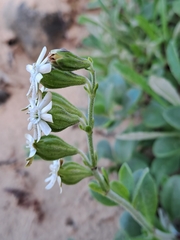 Silene crassifolia