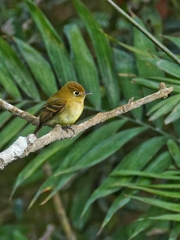 Empidonax flavescens