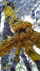 Xanthoria parietina