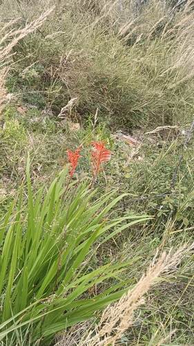 Chasmanthe floribunda
