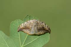 Drepana falcataria