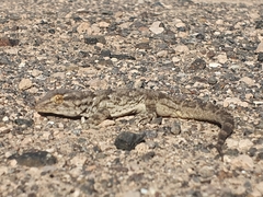 Tarentola angustimentalis