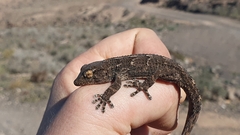 Tarentola angustimentalis