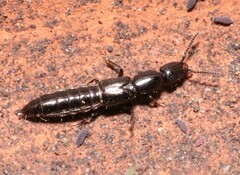 Gyrohypnus fracticornis