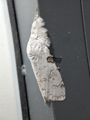 Calliteara diplozona