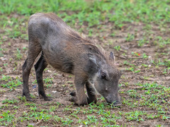 Phacochoerus africanus