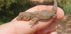 Tarentola angustimentalis