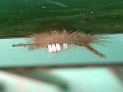 Dasychira chekiangensis