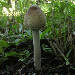 Macrolepiota dolichaula