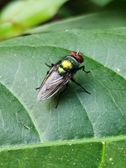 Chrysomya megacephala