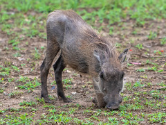 Phacochoerus africanus