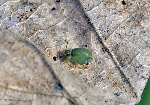 Lucerneflea, photo 4 of 10