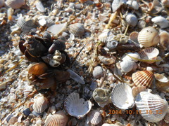 Cerastoderma glaucum