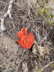 Haemanthus coccineus