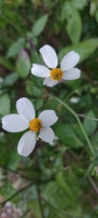 Bidens alba