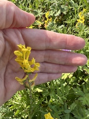 Corydalis aurea