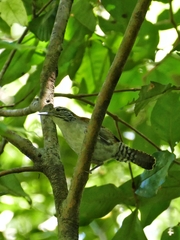 Thryophilus rufalbus