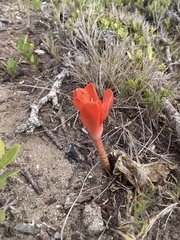Haemanthus coccineus