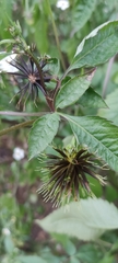 Bidens alba