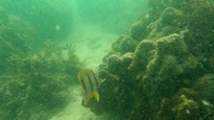 Chelmon rostratus