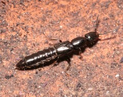 Gyrohypnus fracticornis