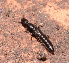 Gyrohypnus fracticornis