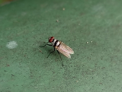 Anthomyia illocata