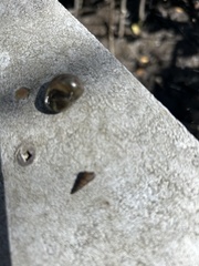 Zachrysia provisoria