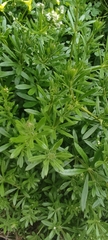 Galium aparine