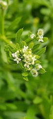 Galium aparine
