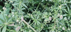 Galium aparine