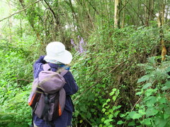 Plectranthus fruticosus