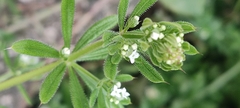 Galium aparine