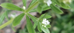 Galium aparine