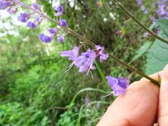 Plectranthus fruticosus