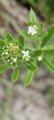 Galium aparine