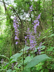 Plectranthus fruticosus