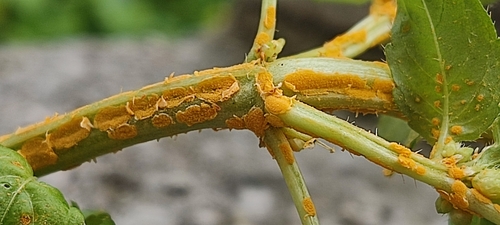 Melampsora pulcherrima
