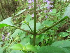Plectranthus fruticosus