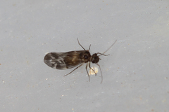 Peripsocus subfasciatus