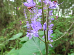 Plectranthus fruticosus