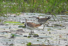 Hydrophasianus chirurgus