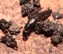 Gyrohypnus fracticornis