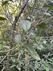 Nectandra coriacea
