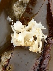 Chondrus crispus