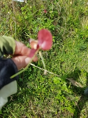 Macroptilium lathyroides