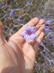 Ruellia californica
